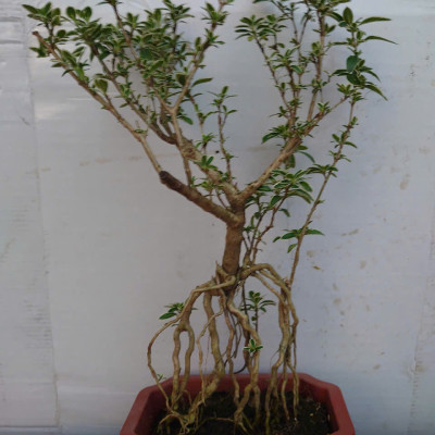 Bạch Tuyết Mai - Cây cảnh Bonsai để bàn + Tặng phân bón cho cây