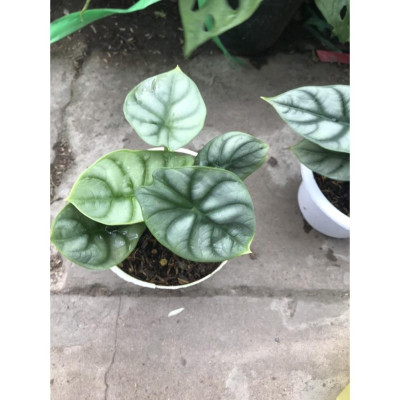 Môn Rồng Bạc ( Alocasia Baginda Silver Dragon ) - cây cảnh để bàn + tặng phân bón cho cây