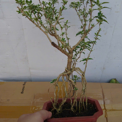 Bạch Tuyết Mai - Cây cảnh Bonsai để bàn + Tặng phân bón cho cây