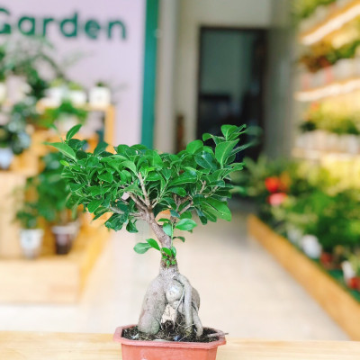 Cây si nhật bonsi để bàn