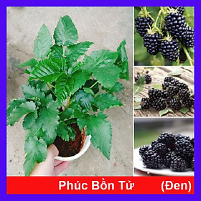 Cây phúc bồn tử ( cây mâm xôi ) - cây cảnh vườn + tặng phân bón cho cây