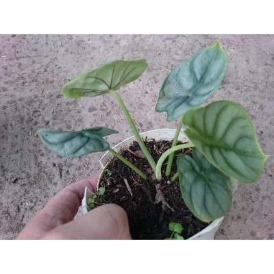 Môn Rồng Bạc ( Alocasia Baginda Silver Dragon ) - cây cảnh để bàn + tặng phân bón cho cây