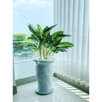 Cây Huy Hoàng - cây cảnh trong nhà + tặng phân bón cho cây mau lớn