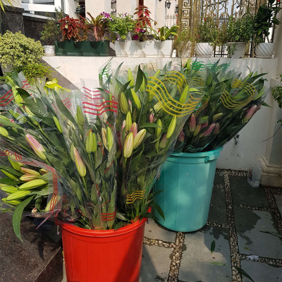 Combo 2 chai dung dịch Bảo Quản Hoa Lily không nở trong 15 ngày tại nhà vườn trồng hoa Growers theo công nghệ xử lý TOG của Israel (dạng nước đậm đặc)