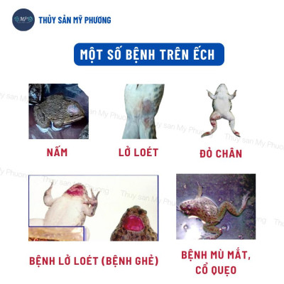 Ks mù lồi mắt vẹo đầu cổ gan thận mủ đốm đỏ Sultrim 24kl phù đầu sưng vòi xuất huyết sình bụng cho cá lươn ếch ốc baba