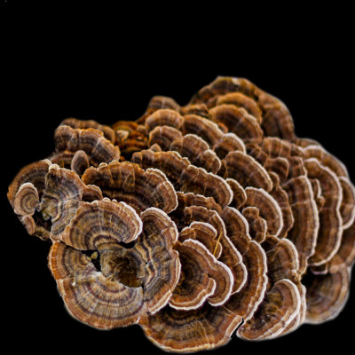 Nấm Vân Chi - Nguyên tai - Gói 100g - Linh Chi Vina 