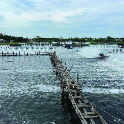 Diệt khuẩn ao tôm cá DINE GOLD