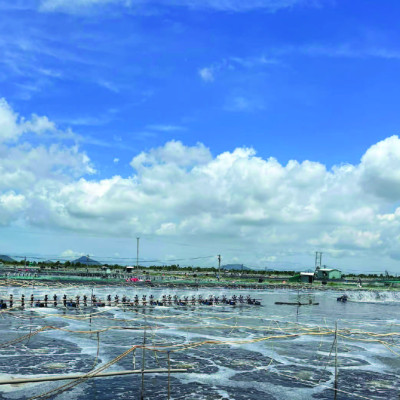 Khoáng tăng kiềm cho ao nuôi thủy sản ALKAE