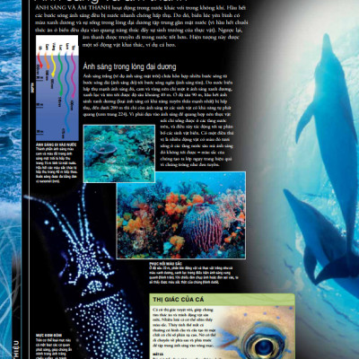 OCEAN – Thuyết Minh Trực Quan Nhất Về Đại Dương