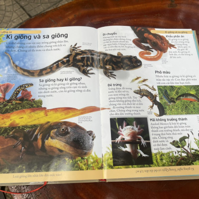 [BÁCH KHOA CHO TRẺ EM] – BÁCH KHOA ĐỘNG VẬT – MỞ MANG KIẾN THỨC KHƠI DẬY TIỀM NĂNG– tủ sách DK – Đông A – Bìa Cứng in màu toàn bộ