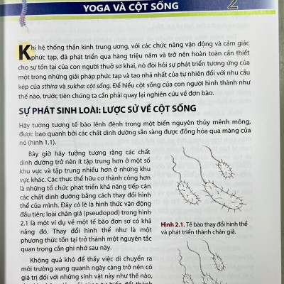 Giải phẫu học YOGA