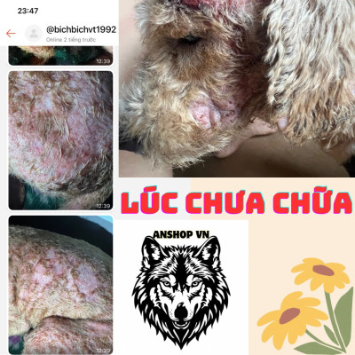 COMBO Viên ETO MODEX Sạch Ve, Ghẻ, Và Chai Xịt Nấm Ghẻ Nặng Thảo Dược Cho Chó Mèo, An Toàn Cho Thú Cưng