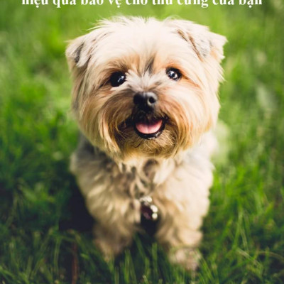 Hộp 2 viên Endogard phòng trị giun tim, giun tròn, sán dây trên chó