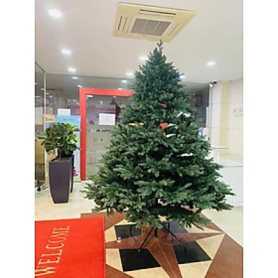 Cây thông Pe cao cấp 2m4 - Cây tự động bung