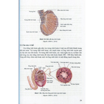 Bệnh học nam học và y học giới tính tập 1