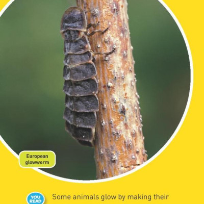 Glowing Animals (L1/Co-Reader) (National Geographic Readers)