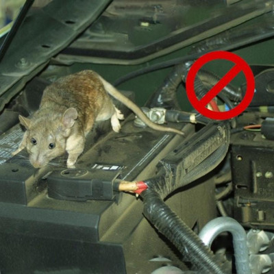 Chai đuổi chuột khoang máy Ô tô, Chống chuột, côn trùng hương liệu thiên nhiên an toàn sử dụng