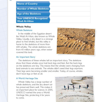 Global Stage Literacy Book And Language Book Level 4