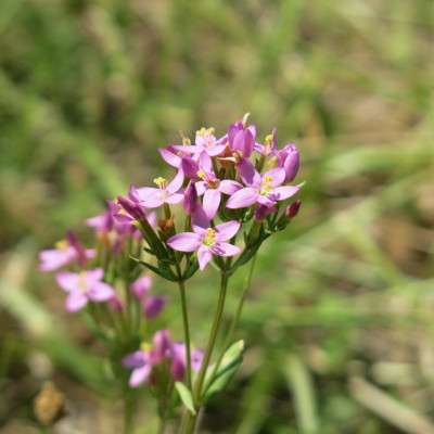 3 Chai Mật ong nguyên chất hoa rừng tây bắc Phúc Khang (720g)  - Hàng Chính Hãng - Mật ong sạch đạt chuẩn xuất khẩu 