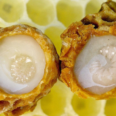 Sữa Ong chúa Healthy Care Royal Jelly Úc Hỗ trợ đẹp da, làm chậm quá trình lão hóa, giảm nám, tàn nhanh, tăng sức khỏe tổng thể - OZ Slim Store