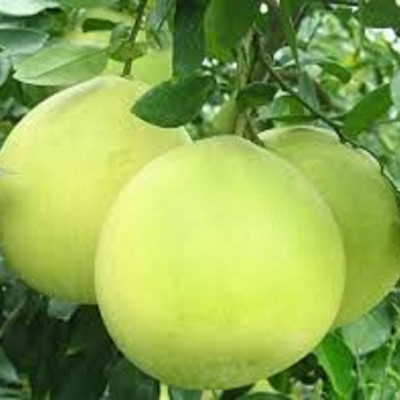 TINH DẦU BƯỞI NGUYÊN CHẤT MẸ KEN-Chai 100ml