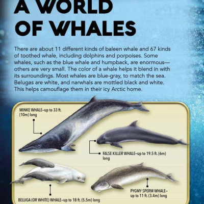 My Best Book Of Whales And Dolphins