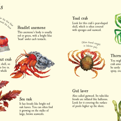 Seashore Life To Spot