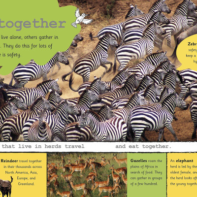 My Encyclopedia of Very Important Animals: For Little Animal Lovers Who Want to Know Everything (My Very Important Encyclopedias)