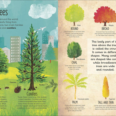 The Magic And Mystery Of Trees