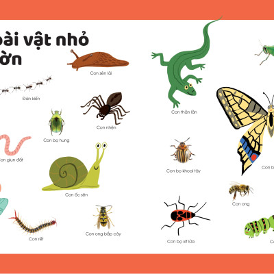Sách - Khám Phá Đầu Tiên Của Tớ Về...Động Vật