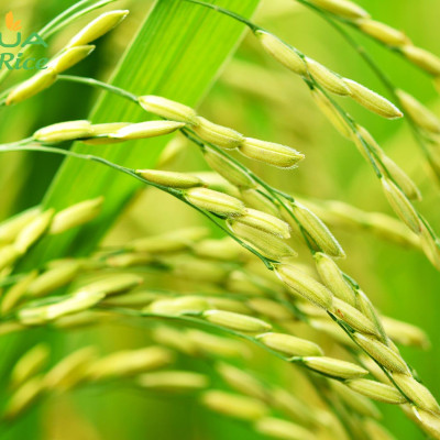 Gạo Hoa Lúa Xanh - Túi 2kg - Tơi xốp, mềm cơm, dẻo ít, thơm nhẹ