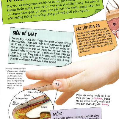 Tìm Hiểu Về: Cơ Thể Người