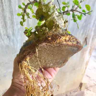 Phân bón siêu kích rễ cây cảnh, hoa lan BioRoot, giúp kích rễ cây mọc nhanh, cây khỏe mạnh, dùng cho cả vườn ươm cây non, an toàn cho cây và người, dung tích 500ml thương hiệu chính hãng Docneem