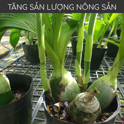 Phân đạm cá Docneem, phân cá Fish Emulsion (1 lít) hữu cơ cho hoa hồng, rau sạch, hoa, cây kiểng trong nhà ngoài trời