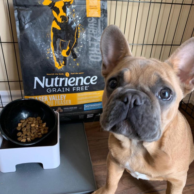 Thức Ăn Hạt Cho Chó - Nutrience Subzero Bao 500g - (Có Hạt Khô & Hạt Thịt) Thịt Gà, 3 Loại Cá Biển, Rau Củ Quả, Trái Cây