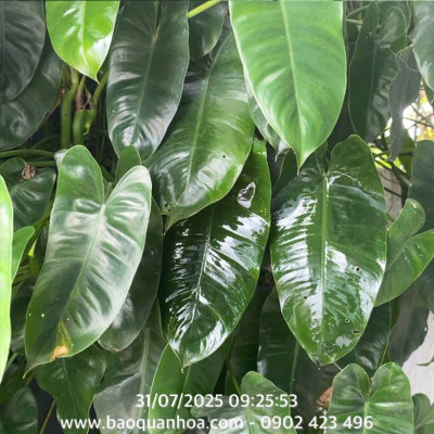 Xịt Bóng Lá hoa lan nhập khẩu Úc (chai lớn 840ml) hiệu Floral Leafshine giúp bóng lá, cứng cáp lá và ngăn xỉn màu lá