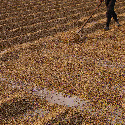 Cà phê hảo hạng (Specialty Coffee) 1864 CAFÉ Guatemala Puerta Verde nguyên hạt 220g