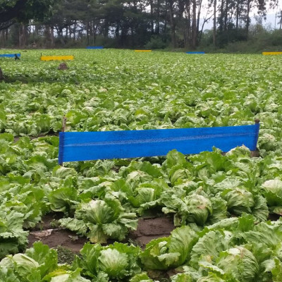 Keo Bẫy Bọ Trĩ nhập khẩu Israel (cuộn 100M) dùng bẫy bọ trĩ và côn trùng khác hiệu quả trong nông nghiệp làm vườn 