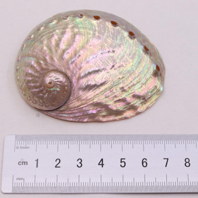 Vỏ Đĩa Ốc Xà Cừ Hồng - Xanh  dùng đốt xô thơm - Palo santo size 8cm