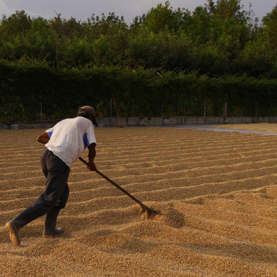 Cà phê hảo hạng (Specialty Coffee) 1864 CAFÉ Guatemala Puerta Verde nguyên hạt 220g