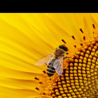 Hấp Dầu / Xả Dưỡng Tóc Sani Habit - 250ML