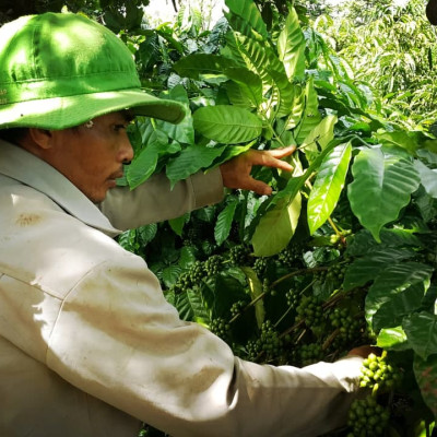 AZZAN FINE ROBUSTA 250g - Cà phê đặc sản, hạt rang hương vị đậm đà, thơm ngon tròn vị