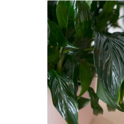 Xịt Bóng Lá hoa lan nhập khẩu Úc (chai lớn 840ml) hiệu Floral Leafshine giúp bóng lá, cứng cáp lá và ngăn xỉn màu lá