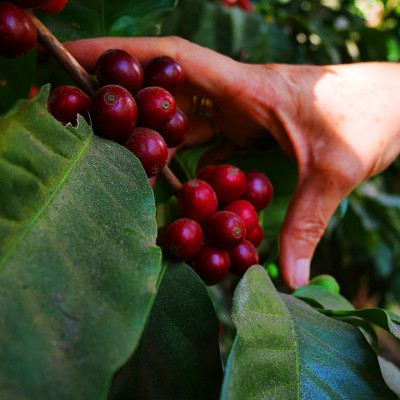 Cà phê hảo hạng (Specialty Coffee) 1864 CAFÉ Guatemala Puerta Verde nguyên hạt 220g