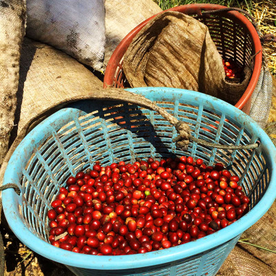 Cà phê hảo hạng (Specialty Coffee) 1864 CAFÉ Guatemala Puerta Verde nguyên hạt 220g