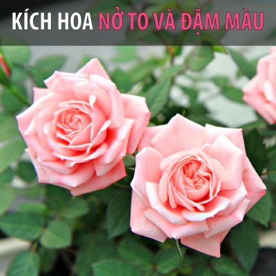 Neem Cake DOCNEEM bánh dầu neem hữu cơ trị sùng đất, cuốn chiếu, ốc sên, kích rễ hoa hồng, phong lan khu vườn, túi 1kg