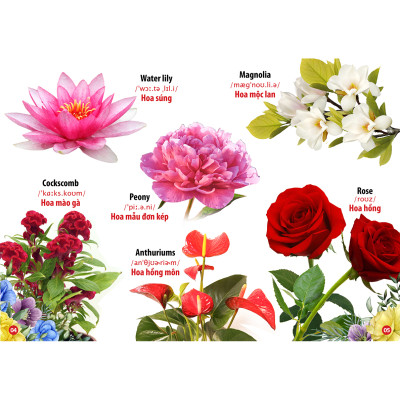 Từ Điển - Thư Viện Hình Ảnh Song Ngữ Đầu Tiên Của Bé - Loài chim - khủng Long - Chữ cái Và Số - Hoa Rau củ Quả ( bộ 4 cuốn )