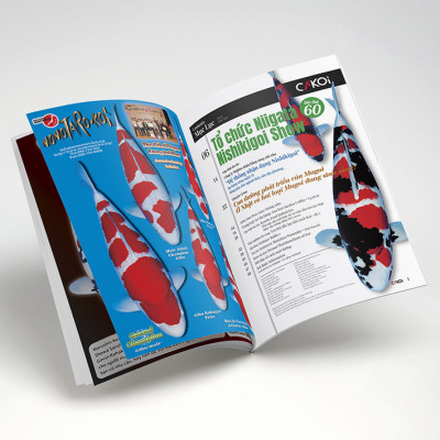 Cá Koi Vietnam - Tập 9