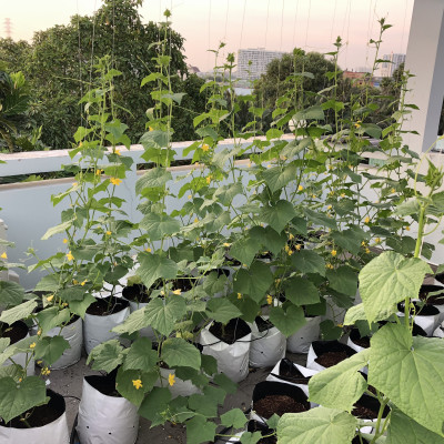 Viên Nén Xơ Dừa Trồng Dưa Lưới Thông Minh nông nghiệp SGS giúp cây con sống khỏe và phát triển bền vững