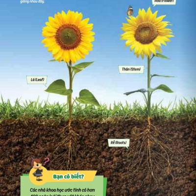 Sách - Học Vui Hiểu Rộng Biết Nhiều - Cây Cối Diệu Kì